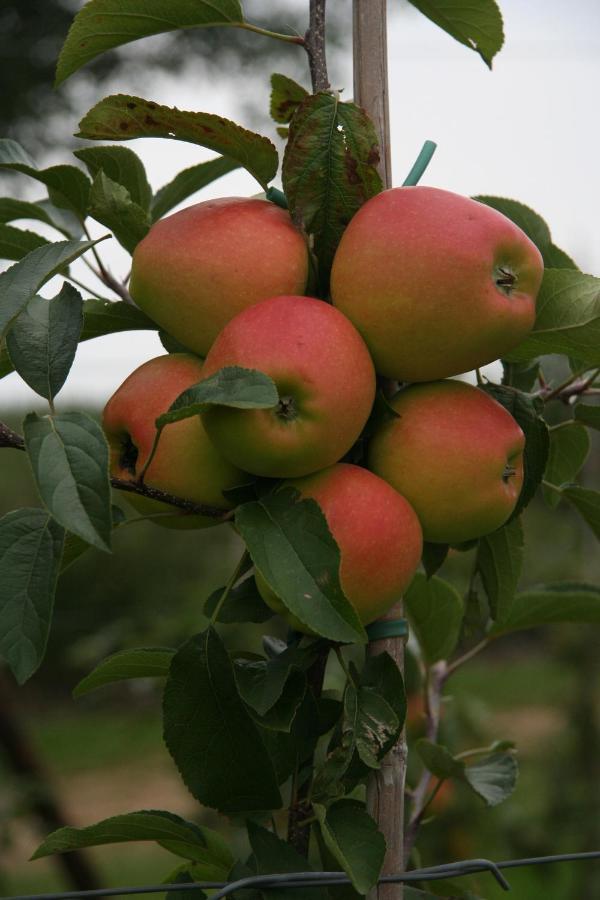 Hoeve Jadoul Gingelom Ngoại thất bức ảnh
