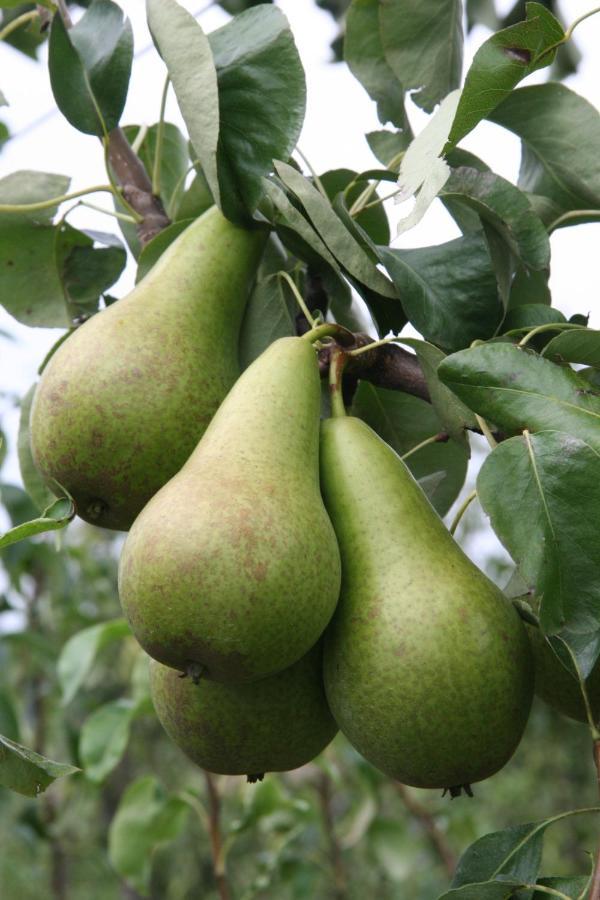 Hoeve Jadoul Gingelom Ngoại thất bức ảnh